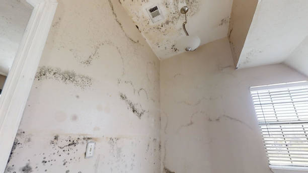 Mold Remediation for Rental Properties in Cloverdale, VA