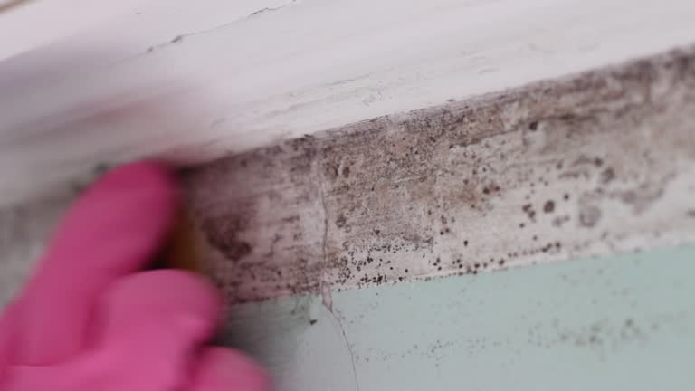 Best Emergency Mold Remediation  in Cloverdale, VA